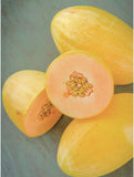 Mango Melon - Vine Peach (Cucumis melo) Seeds Non-GMO, Organic, Heirloom B10