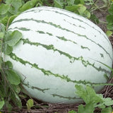 Rare dixie queen watermelon Watermelon  Seeds Non-GMO, Organic, Open Pollinated Heirloom B10