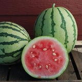 Rare dixie queen watermelon Watermelon  Seeds Non-GMO, Organic, Open Pollinated Heirloom B10