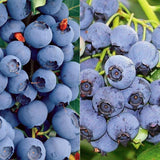 Dryland Blueberry Seeds Organic Fruit B25