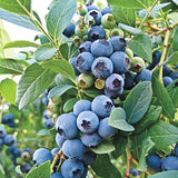 Dryland Blueberry Seeds Organic Fruit B25