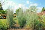 Big Bluestem Seeds American Native Prairie Grass Andropogon gerardii  Seeds Organic, Non-GMO B50