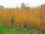 Big Bluestem Seeds American Native Prairie Grass Andropogon gerardii  Seeds Organic, Non-GMO B50