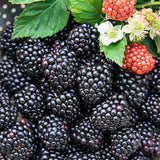 Tasty Blackberry Mix Seeds - Organic - Non-GMO B10