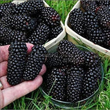 Tasty Blackberry Mix Seeds - Organic - Non-GMO B10