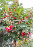 Exotic Rare Scarlet wisteria Hummingbird Tree Sesbania Grandiflora Agati Tropical Fruit Seeds, Organic B5