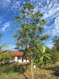 Exotic Rare White Hummingbird Tree Sesbania Grandiflora Tropical Fruit Seeds, Organic B5