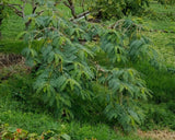 Exotic Rare Scarlet wisteria Hummingbird Tree Sesbania Grandiflora Agati Tropical Fruit Seeds, Organic B5
