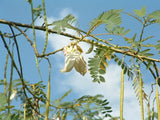 Exotic Rare White Hummingbird Tree Sesbania Grandiflora Tropical Fruit Seeds, Organic B5