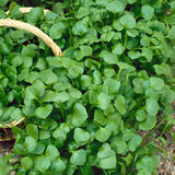 Purslane Mix Seeds 5+ Varieties Heirloom Non-GMO Fragrant BN50