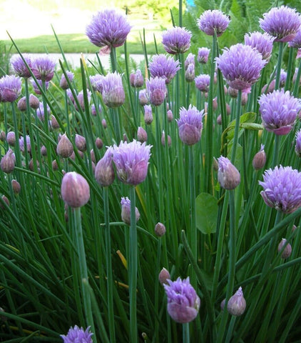 Chive Seeds, Organic Whole NonGMO  Herb Seeds Great For Indoor and Outdoor Gardens B100