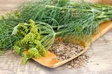 Dill seeds Heirloom Medicinal Herbs Organic Non-GMO B250