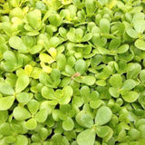 Purslane Mix Seeds 5+ Varieties Heirloom Non-GMO Fragrant BN50