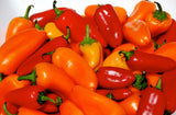 Sweet Mini Poivron Peppers, Organic, NonGMO, Heirloom B10