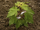 Sugar Maple (Acer Saccharum Tree Northern Source) Seeds , Organic, non-Gmo #25