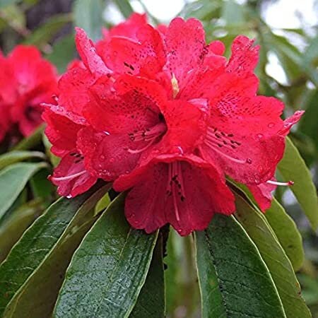 Exotic Rhododendron arboreum Wildflower Flower Seeds, B50 Springsofeden