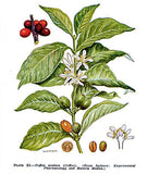 Coffee Arabica Seeds (Arabian Coffea Seeds) B5