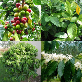 Coffee Arabica Seeds (Arabian Coffea Seeds) B5