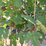 Chicago Hardy Fig Ficus carica 'Chicago Hardy' Bareroot Live Fruit Plant Non-GMO, Organic, Heirloom