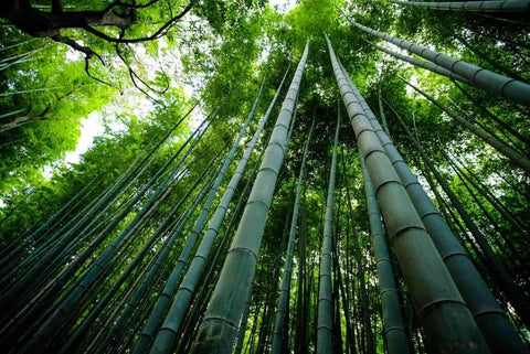 Rare Tropical Giant Phyllostachys Pubescens Moso-Bamboo Tree Seeds for Planting  B10