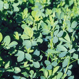 Alfalfa, Organic, Heirloom, Non-Gmo B250
