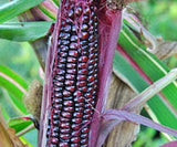 Japonica Striped Corn, Candy Striped Corn Organic, Heirloom, Non-Gmo B10