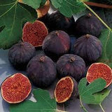 Chicago Hardy Fig Ficus carica 'Chicago Hardy' Bareroot Live Fruit Plant Non-GMO, Organic, Heirloom