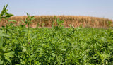 Alfalfa, Organic, Heirloom, Non-Gmo B250