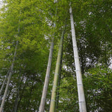Rare Tropical Giant Phyllostachys Pubescens Moso-Bamboo Tree Seeds for Planting  B10