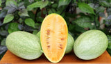 Rare Kaho watermlon Seeds Non-GMO, Organic, Heirloom B10