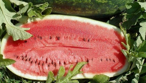 Rare Kleckley Sweet Watermelon Seeds Non-GMO, Organic, Heirloom B10