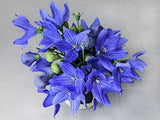 BLUE BALLOON FLOWER Seeds Organic, Non-Gmo B25