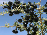 Rare Wild Organic Chinese Black Goji Berries Lycium (Black Wolfberry) Seeds Organic Superfood Fruit Non-Gmo B10