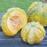 Rare Exotic Prescott Fond Blanc Melon Seeds, Tropical Fruit Seeds, Non-GMO, Organic, Heirloom B10