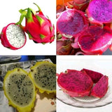 Dragon Fruit Plant Seeds, Pitaya Seeds for Planting Home Garden Yellow, Red, White, Purple B25
