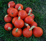 Japanese Red Kuri Squash Seeds, Orange Hokkaido Non-GMO, Organic, Heirloom B10