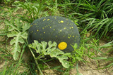 Rare Amish Moon and Star Watermelon Seeds Citrullus lanatus Non-GMO, Organic, Heirloom B10