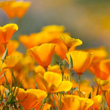 California Orange Poppy (Eschscholzia) Wildflowers Seeds Attracts Bird, Butterflies and Bees Bin#250