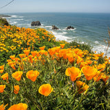 California Orange Poppy (Eschscholzia) Wildflowers Seeds Attracts Bird, Butterflies and Bees Bin#250