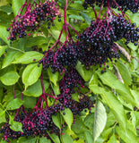 SUPERFOOD - Organic Elderberry Seeds Blend - Heirloom Seeds for The Gardener & Rare Seeds Collector B250