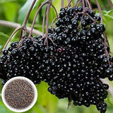 SUPERFOOD - Organic Elderberry Seeds Blend - Heirloom Seeds for The Gardener & Rare Seeds Collector B250
