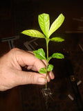 Exotic Annona Squamosa Tropical Fruit Seeds (Soursop, Sugar Apple Seeds, Sweetsop Seeds, Custard Apple Seeds) Guanabana Annona muricata B5