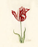 Great Tulip Book Semper Augustus Poster, Giclée Print -Painting by Chet Johnson Wall Art Downloadable Home Décor 8"x10"