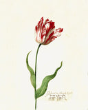 Great Tulip Book , Admirael De Gouda Poster, Giclée Print -Painting by Chet Johnson Wall Art Downloadable Home Décor