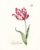 Great Tulip Book  Admirael Delphius Poster, Wall Art Downloadable Home Décor Printable Art Digital Download