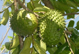 Exotic Annona Squamosa Tropical Fruit Seeds (Soursop, Sugar Apple Seeds, Sweetsop Seeds, Custard Apple Seeds) Guanabana Annona muricata B5