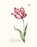 Great Tulip Book  Admirael Delphius Poster, Giclée Print -Painting by Chet Johnson Wall Art Downloadable Home Décor 8"x10"