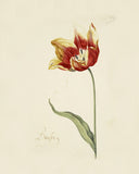Great Tulip Book,  5 Amazing Botanical Art Poster, Wall Art Downloadable Home Décor Printable Art Digital Download