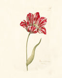 Great Tulip Book,  Kamelot Van Weena Poster, Giclée Print -Painting by Chet Johnson Wall Art Downloadable Home Décor 8"x10"