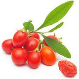 Tibetan Scarlet Goji Berry Seeds (Lycium chinense) aka (Scarlet Wolfberry) Heirloom - Non GMO - Open Pollinated - Organic - B25
